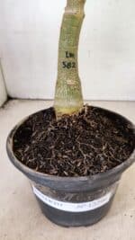 ENXERTO 12296 – 25cm (cor LM 582) - Imagem 8