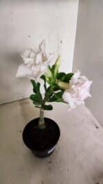 ENXERTO 12296 – 22cm (cor LM 615) - Imagem 5