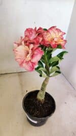 ENXERTO 12296 – 25cm (cor LM 582) - Imagem 7