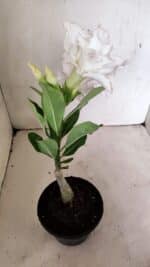 ENXERTO 12296 – 22cm (cor LM 615) - Imagem 6