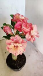 ENXERTO 12296 – 25cm (cor LM 582) - Imagem 4