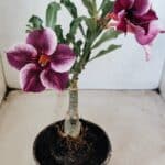 ENXERTO 12297 – 20cm (cor LM 499)