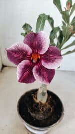 ENXERTO 12297 – 20cm (cor LM 499) - Imagem 3