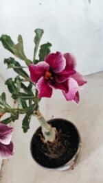 ENXERTO 12297 – 20cm (cor LM 499) - Imagem 5