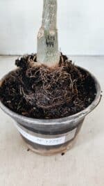 ENXERTO 12297 – 20cm (cor LM 499) - Imagem 8