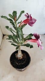 ENXERTO 12297 – 20cm (cor LM 499) - Imagem 7