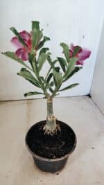 ENXERTO 12297 – 20cm (cor LM 499) - Imagem 6