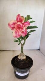 ENXERTO 12298 – 20cm (cor LM 402) - Imagem 2