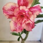 ENXERTO 12298 – 20cm (cor LM 402)