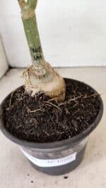 ENXERTO 12298 – 20cm (cor LM 402) - Imagem 6