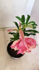 ENXERTO 12298 – 20cm (cor LM 402) - Imagem 4