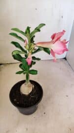 ENXERTO 12298 – 20cm (cor LM 402) - Imagem 5