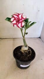 ENXERTO 12299 – 20cm (cor LM 797) Id: Ferrari - Imagem 2