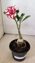 ENXERTO 12299 – 20cm (cor LM 797) Id: Ferrari - Imagem 4