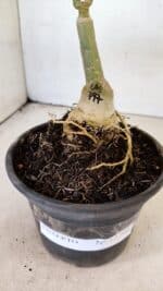 ENXERTO 12299 – 20cm (cor LM 797) Id: Ferrari - Imagem 6