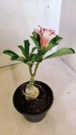 ENXERTO 12299 – 20cm (cor LM 797) Id: Ferrari - Imagem 5