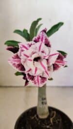 ENXERTO 12300 – 20cm (cor LM 978)