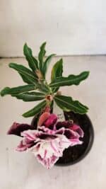 ENXERTO 12300 – 20cm (cor LM 978) - Imagem 4