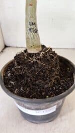 ENXERTO 12300 – 20cm (cor LM 978) - Imagem 6