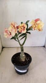 ENXERTO 12301 – 20cm (cor LM 618) - Imagem 2