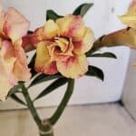 ENXERTO 12301 – 20cm (cor LM 618)