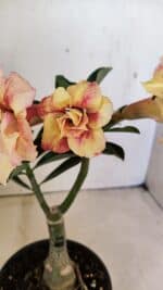 ENXERTO 12301 – 20cm (cor LM 618)