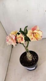 ENXERTO 12301 – 20cm (cor LM 618) - Imagem 4