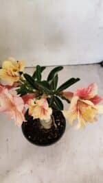 ENXERTO 12301 – 20cm (cor LM 618) - Imagem 5