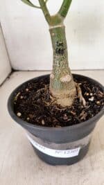 ENXERTO 12301 – 20cm (cor LM 618) - Imagem 7