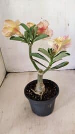 ENXERTO 12301 – 20cm (cor LM 618) - Imagem 6