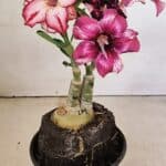 ENXERTO 12303 – 20cm (cor LM 989 e LM 914)