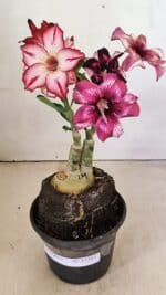 ENXERTO 12303 – 20cm (cor LM 989 e LM 914)