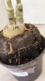 ENXERTO 12303 – 20cm (cor LM 989 e LM 914) - Imagem 8