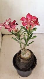 ENXERTO 12303 – 20cm (cor LM 989 e LM 914) - Imagem 7