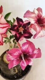 ENXERTO 12303 – 20cm (cor LM 989 e LM 914) - Imagem 4