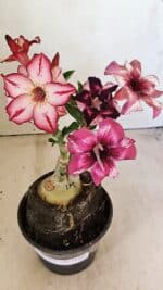 ENXERTO 12303 – 20cm (cor LM 989 e LM 914) - Imagem 5