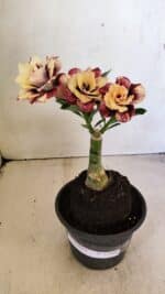 ENXERTO 12304 – 20cm (cor LM 827)