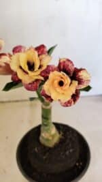 ENXERTO 12304 – 20cm (cor LM 827) - Imagem 3