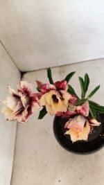 ENXERTO 12304 – 20cm (cor LM 827) - Imagem 4