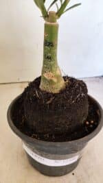 ENXERTO 12304 – 20cm (cor LM 827) - Imagem 6