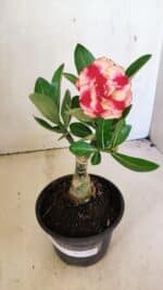 ENXERTO 12305 – 20cm (cor LM 995) - Imagem 2