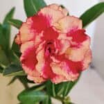 ENXERTO 12305 – 20cm (cor LM 995)