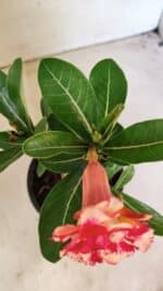 ENXERTO 12305 – 20cm (cor LM 995) - Imagem 4