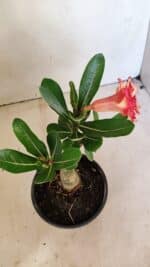 ENXERTO 12305 – 20cm (cor LM 995) - Imagem 5