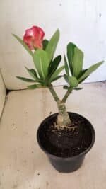 ENXERTO 12305 – 20cm (cor LM 995) - Imagem 6