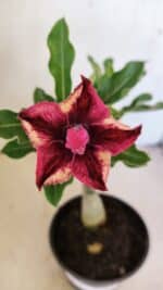 ENXERTO 12306 – 20cm (cor LM 362)