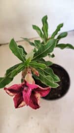 ENXERTO 12306 – 20cm (cor LM 362) - Imagem 4