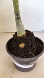 ENXERTO 12306 – 20cm (cor LM 362) - Imagem 7