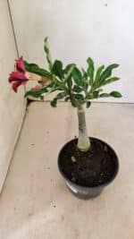 ENXERTO 12306 – 20cm (cor LM 362) - Imagem 6