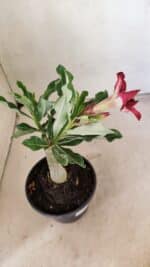 ENXERTO 12306 – 20cm (cor LM 362) - Imagem 5